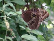 MACRO Farfalle 015